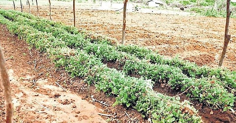 இலங்கையில் முதல்முறையாக மதுரை மல்லிகை சாகுபடி