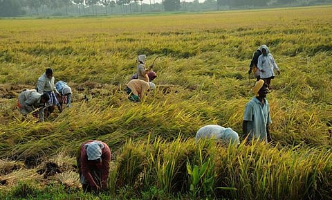 நெல்லுக்கான ஆதார விலை நிர்ணயம்: தமிழக விவசாயிகள் கடும் அதிருப்தி