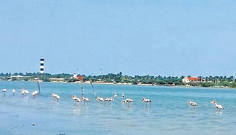 பழவேற்காடு ஏரியில் குவியும் பறவைகள்: பொன்னேரி அருகே ஒரு வேடந்தாங்கல்