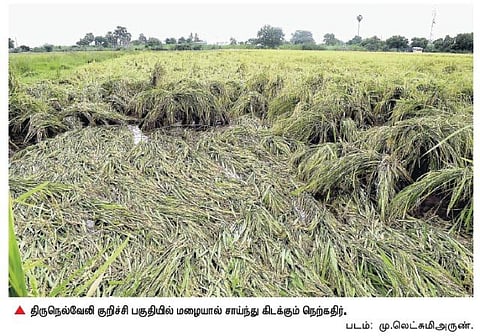 மழை வேளையில் அறுவடை இயந்திரம் தட்டுப்பாடு: நெல்லை மாவட்ட விவசாயிகளுக்கு இரு பக்கமும் அடி