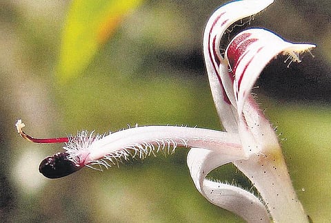 மரபு மருத்துவம்: வைரஸ் காய்ச்சல்களை விரட்டும் நிலவேம்புக் கஷாயத்தின் மகத்துவம்