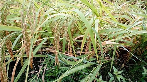 கிருஷ்ணகிரி தீர்த்தகிரிவலசு ஏரி உடைந்தது: 10 கிராமங்களுக்கு வெள்ள அபாய எச்சரிக்கை