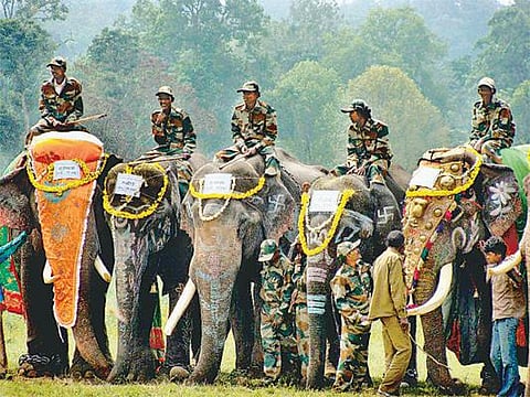 காவிரிக்கரையில் யானை திருவிழா: வனத்துறை சார்பில் கொண்டாட்டம்