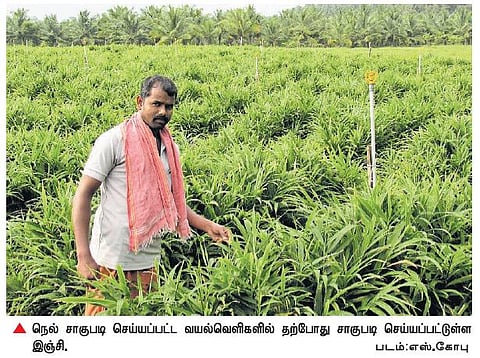 பொள்ளாச்சி ஆனைமலையில் மாற்றுப் பயிருக்கு தயாராகும் நெல் விவசாயிகள்