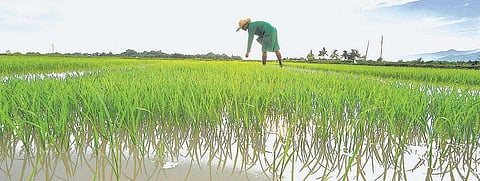 பருவத்தே ‘உயிர் தா!
