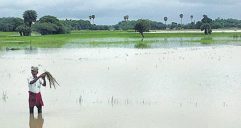 பருவம் தவறும் சம்பா நெற்பயிர்கள்: அச்சத்தில் விவசாயிகள் - காவிரி டெல்டா பகுதிகளில் மகசூல் இழப்பு ஏற்படும் அபாயம்