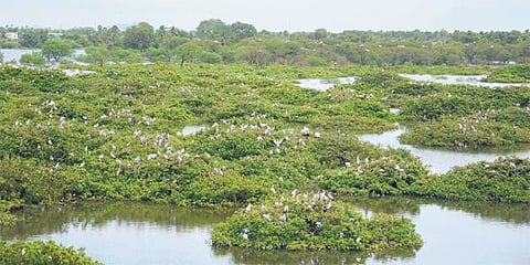 வேடந்தாங்கல் ஏரியில் குவிந்த 25 ஆயிரம் பறவைகள்: ஒரு லட்சம் மீன் குஞ்சுகளைவிட திட்டம் - பார்வையாளர்கள் வருகையும் அதிகரிப்பு