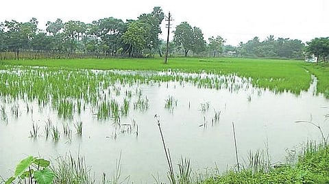 டெல்டா மாவட்டங்களில் கனமழை: ஆயிரக்கணக்கான ஏக்கர் நெற்பயிர்கள் நீரில் மூழ்கின