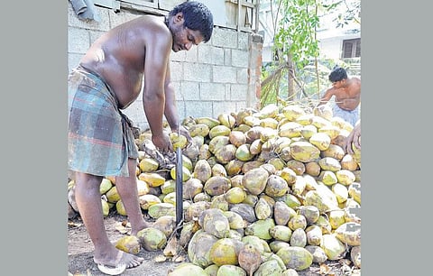 வடமாநிலங்களில் குளிரால் தேங்காய்க்கு வரவேற்பில்லை: கொள்முதல் விலை குறைவால் விவசாயிகளுக்கு நஷ்டம்
