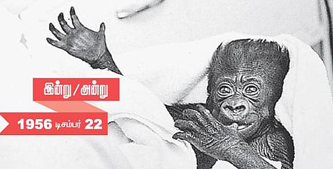 இன்று அன்று | 1956 டிசம்பர் 22: விலங்குகள் பூங்காவில் பிறந்த முதல் கொரில்லா!