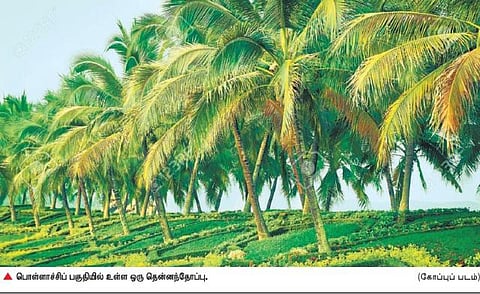 தமிழக தென்னை விவசாயிகள் ‘நீரா’ இறக்க அரசு அனுமதிக்குமா?