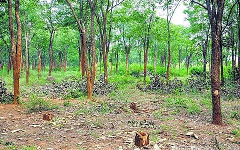 திருப்பதி வனப்பகுதியில் செம்மர கடத்தல் கும்பல் மீது போலீஸார் துப்பாக்கிச் சூடு: தமிழக தொழிலாளர்கள் 5 பேர் கைது