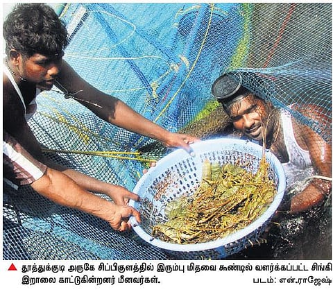 இரும்பு மிதவை கூண்டில் சிங்கி இறால் வளர்ப்பு: சிப்பிகுளத்தில் சோதனை முயற்சி வெற்றி