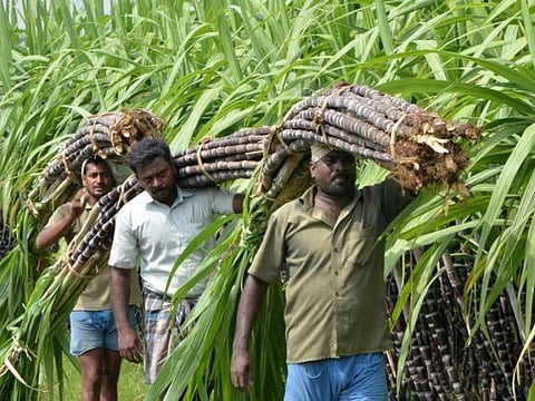 கரும்பு ஆதாய விலை ரூ.2,850 ஆக நிர்ணயம்: ரூ.550 உயர்த்தி முதல்வர் அறிவிப்பு