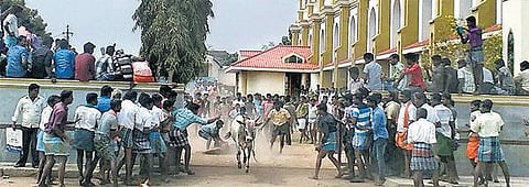 திருச்சி அருகே தடையை மீறி ஜல்லிக்கட்டு: ஊர் பிரமுகர்களிடம் போலீஸார் விசாரணை