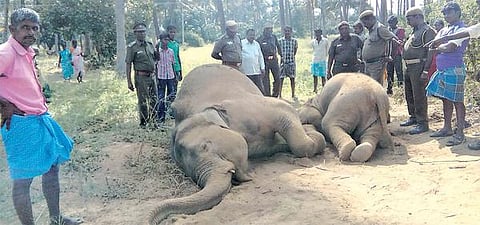 மின் வேலியில் சிக்கி 2 யானைகள் உயிரிழப்பு
