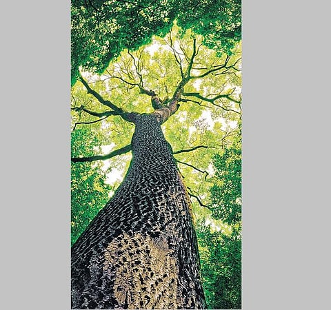 முன்னத்தி ஏர் 18: காட்டிடம் இருந்து கற்றுக்கொள்வோம்