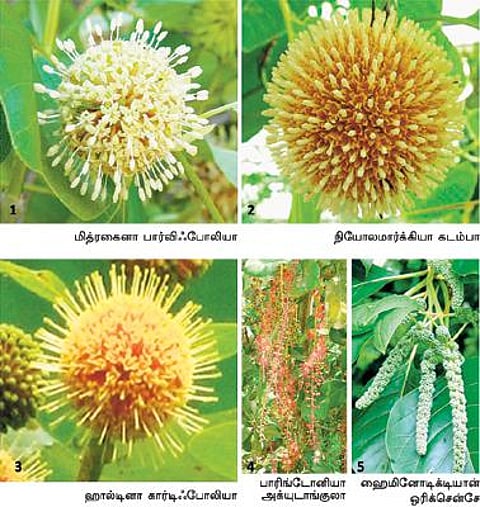 கிழக்கில் விரியும் கிளைகள் 19: உண்மையான கடம்ப மரம்?