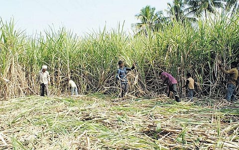 பாதுகாக்கப்பட்ட உணவு மண்டலமாக காவிரி டெல்டாவை அறிவிக்க வேண்டும்: விவசாயிகள் சங்க வாழ்வுரிமை மாநாட்டில் தீர்மானம்