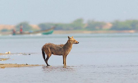 சென்னை அருகே எஞ்சியுள்ள நரிகள்