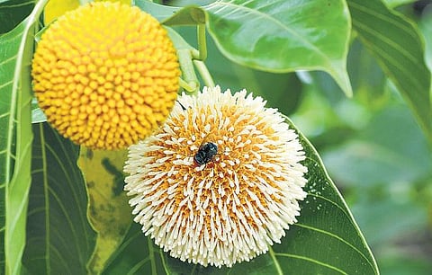 கிழக்கில் விரியும் கிளைகள் - 20: வெண்கடம்பும் செங்கடம்பும் வேறு வேறா?