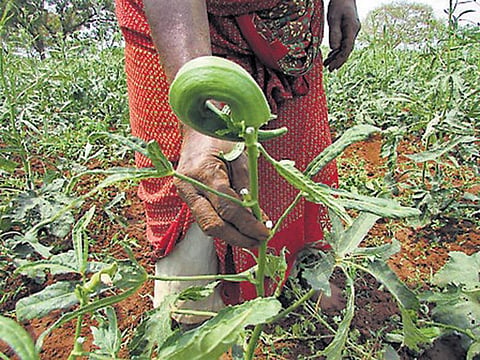 வெண்டைச் செடிகளில் பரவும் மொசைக் வைரஸ் நோய்: நோய் எதிர்ப்பு சக்தியை உருவாக்க விஞ்ஞானிகள் ஆராய்ச்சி