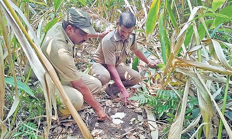 கூடலூர் அருகே கூண்டுக்குள் சிக்காமல் திரியும் புலி: வனத் துறையினர் ஏமாற்றம்
