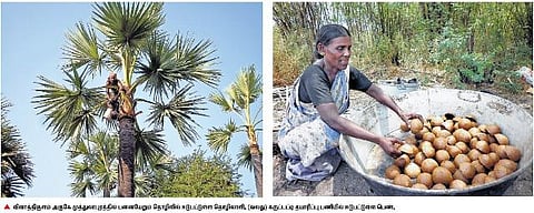 கருப்பட்டி விலை ரூ.100 வரை சரிவு: பனைத் தொழிலாளர்கள் வேதனை