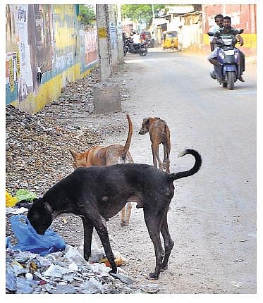 ஆண்டுதோறும் நாய்க்கடிக்கு ஆளாகும் 6 லட்சம் பேர்: மருத்துவச் சிகிச்சைக்கு ரூ.12 கோடி ஒதுக்கும் தமிழக அரசு
