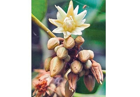கிழக்கில் விரியும் கிளைகள் - 24: மயக்கும் மகிழ மணம்