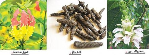 சித்த மருத்துவத்துக்கு நோபல் தகுதி உண்டா?
