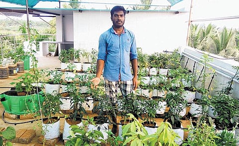 எப்போதும் பசுமையான மாடி!