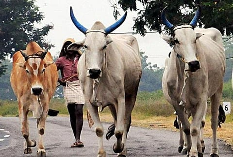மகாராஷ்டிரா மாநிலத்தில் மாட்டிறைச்சி உண்பது குற்றமாகாது: மும்பை உயர்நீதிமன்றம் தீர்ப்பு