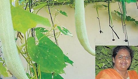 இப்போ நான் விவசாயி : பயிர்களைத் தேடும் பெண் டிடெக்டிவ்