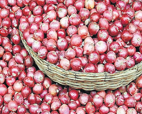 முன்னத்தி ஏர் 32 - வெங்காயச் சாகுபடியில் தனி முத்திரை