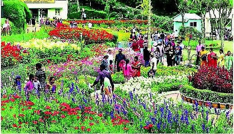 கொடைக்கானலில் பூத்துக்குலுங்கும் மலர்கள் மே 28, 29-ல் கோடைவிழா மலர் கண்காட்சி