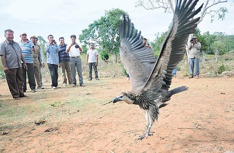 மேற்குத் தொடர்ச்சி மலை நாயகன்