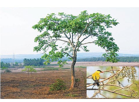 கிழக்கில் விரியும் கிளைகள் 32: பேரைக் கேட்டாலே ஒடிந்துவிடும் மரம்