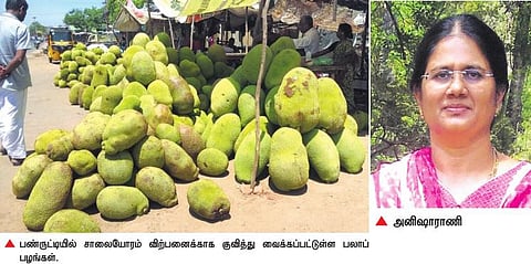 செயற்கை உரங்களின் தாக்கம் இல்லாமல் மானாவாரி நிலத்தில் விளையும் பண்ருட்டி தேன் பலா: பல நாடுகளுக்கு ஏற்றுமதி
