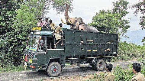 கோவை முகாமில் தயார் நிலையில் 4 கும்கிகள்: 3 காட்டு யானைகளையும் தனிமைப்படுத்தும் பணி தொடக்கம்