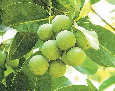 கிழக்கில் விரியும் கிளைகள் 35: முத்து போன்றது, நாற்றத்தையும் விரட்டும்