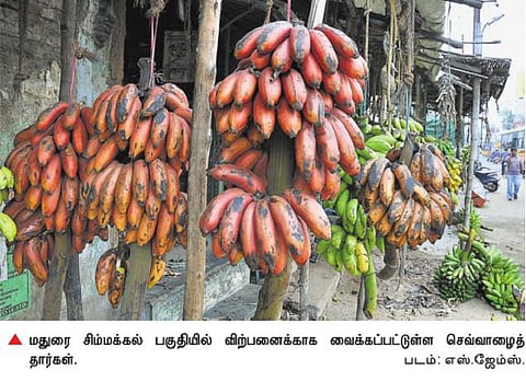 அபூர்வ வகை பழமாகிறது செவ்வாழை: ஒரு தார் ரூ.1,100-க்கு விற்பதால் மக்கள் அதிர்ச்சி