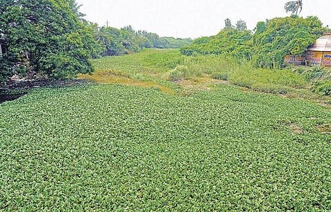 காவிரி டெல்டா மாவட்டங்களில் தூர் வாரும் பணிகள் நடைபெறுமா? - விவசாயிகள் எதிர்பார்ப்பு