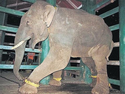 கோவையில் பிடிக்கப்பட்ட ‘மிஷன் மதுக்கரை மகராஜ்’ யானை பலி: அதிகளவு மயக்க மருந்து வழங்கப்பட்டதாக சர்ச்சை