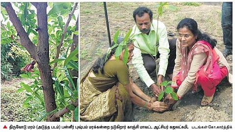 உத்திரமேரூர் அருகே அரியவகை மரங்களை வளர்த்து மரம் வளர்ப்பை ஊக்குவிக்கும் ‘மரம்’ மாசிலாமணி