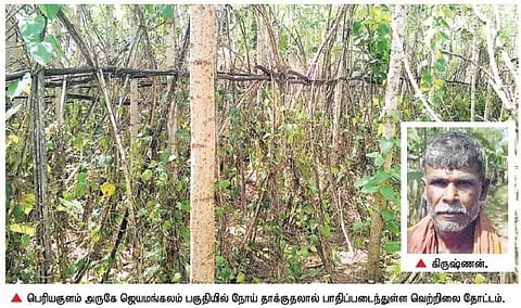 நோய் தாக்குதலால் தேனி மாவட்டத்தில் சுருங்கி வரும் வெற்றிலை சாகுபடி