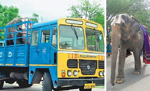 ‘தி இந்து’ செய்தி எதிரொலி: திருப்பதி கோயில் யானைக்கு சிகிச்சை; ரூ.1,000-க்கு வால் முடியை விற்ற பாகனும் இடமாற்றம்