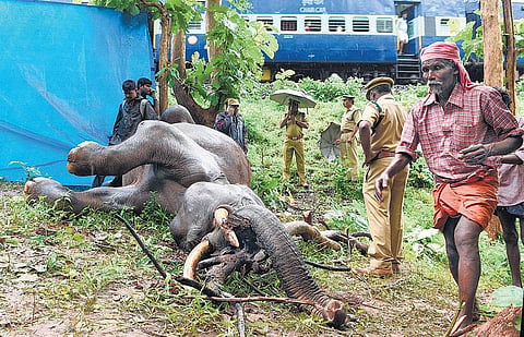 கோவை வாளையாறு அருகே ரயிலில் அடிபட்டு மேலும் ஒரு யானை பலி
