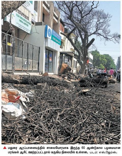 சாலையோர பழமையான மரங்களுக்கு ஆபத்து: ஆசிட் ஊற்றி நூதன முறையில் வெட்டி கடத்துவது அதிகரிப்பு