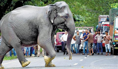 அசாமில் கனமழை: 5 லட்சம் பேர் பாதிப்பு